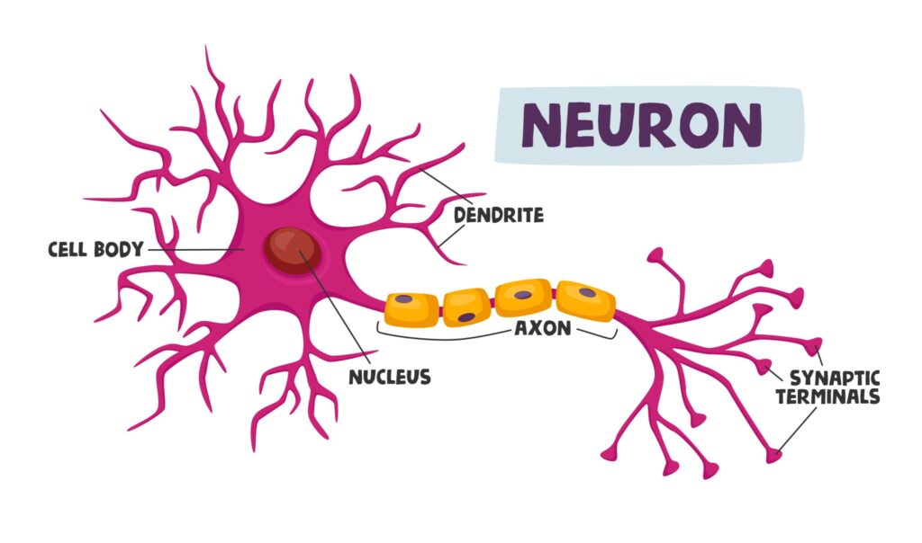 Axon