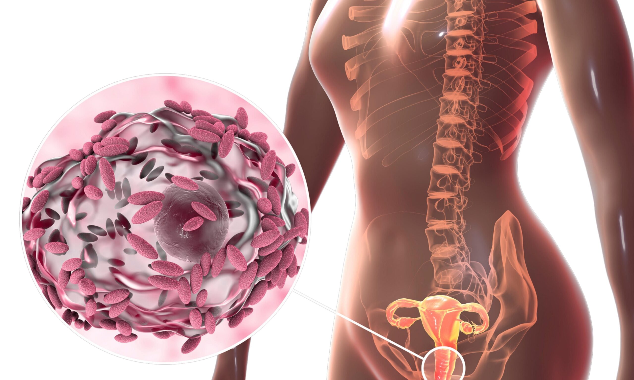 Probiotics for women