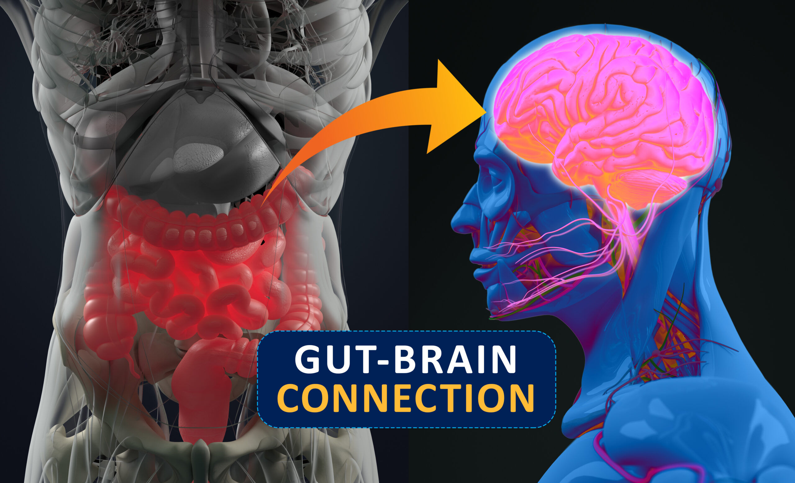 gut brain connection